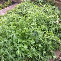 Mizuna / mostaza japonesa (Brassica rapa var....