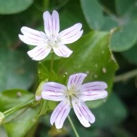 Belleza siberiana de primavera (Montia sibirica) semillas