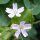 Belleza siberiana de primavera (Montia sibirica) semillas
