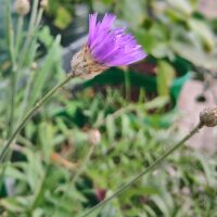 Hierba Cupido de flores azules (Catananche caerulea)...