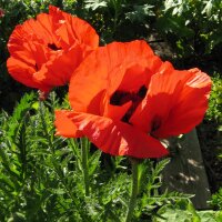 Amapola oriental "Allegro" (Papaver orientale)...