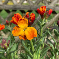 Alhelí amarillo Goliath Brown (Erysimum cheiri)...