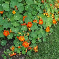 Capuchina / mastuerzo (Tropaeolum majus) semillas