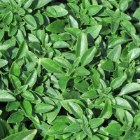 Albahaca griega (Ocimum basilicum v. minimum) semillas
