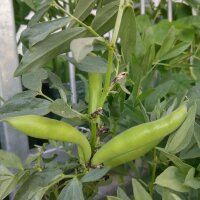 Haba extra precoz de grano violeta (Vicia faba) semillas
