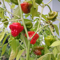 Chile Mini Bonnet (Capsicum annuum) semillas