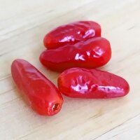 Chile Covincho Chacoense (Capsicum chacoense) semillas