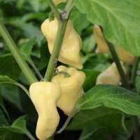 Chile Habanero blanco (Capsicum chinense) semillas