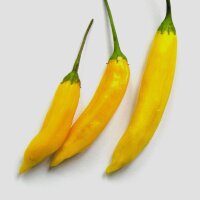 Ají limón Lemon Drop (Capsicum baccatum)...