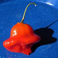 Chile campanilla (Capsicum baccatum) orgánico...