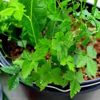 Perejil japonés / Mitsuba (Cryptotaenia japonica)...