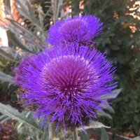 Cardo de huerta (Cynara cardunculus) semillas