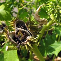 Estramonio (Datura stramonium) semillas
