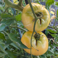 Tomate Beauté Blanche (Solanum lycopersicum)...