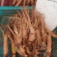 Ginseng (Panax ginseng) semillas