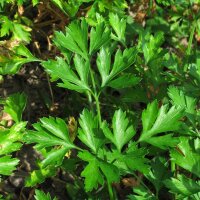 Perejil italiano liso (Petroselinum crispum var....