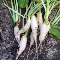 Rabanillo "White Icicle" (Raphanus sativus)...