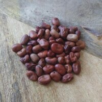 Haba porcuna (Vicia faba) semillas