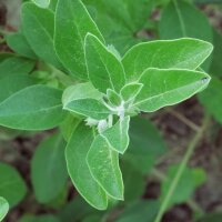 Bufera / ashwagandha (Withania somnifera) semillas