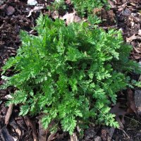 Hierba de Santa María (Tanacetum parthenium)...