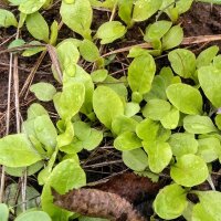 Lechuga "Maikönig" (Lactuca sativa)...