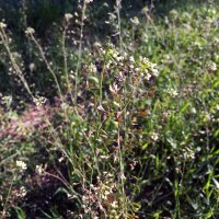 Bolsa de pastor (Capsella bursa-pastoris) semillas
