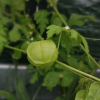Amor en Bolsa / Bombitas (Cardiospermum halicacabum)...