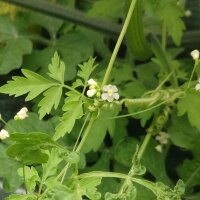 Amor en Bolsa / Bombitas (Cardiospermum halicacabum)...