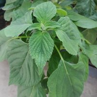 Chía (Salvia hispanica) orgánica semillas