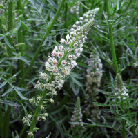 Reseda blanca (Reseda alba) orgánica semillas
