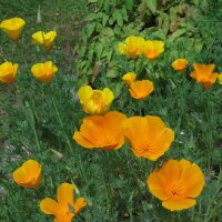 Amapola de California (Eschscholzia californica)...