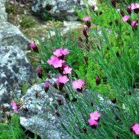 Clavel silvestre, minutisa (Dianthus carthusianorum)...