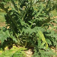 Cardo de huerta (Cynara cardunculus) orgánico...