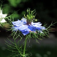 Arañuela (Nigella damascena) orgánica semillas