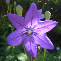 Campanilla china  “Mariesii” (Platycodon...