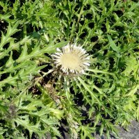 Carlina angélica (Carlina acaulis ssp. caulescens)...