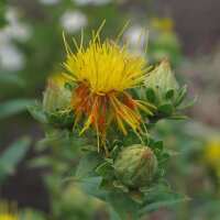 Cártamo (Carthamus tinctorius) orgánico...