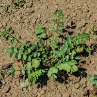 Pimpinela menor/ algáfita (Sanguisorba minor)...