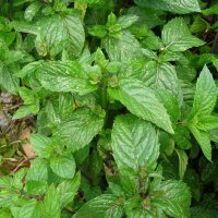 Hierbabuena / Yerbabuena (Mentha viridis) orgánico...