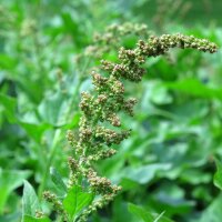 Espárrago de los pobres (Chenopodium...